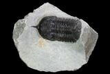 Bargain, Morocconites Trilobite Fossil - Morocco #127474-2